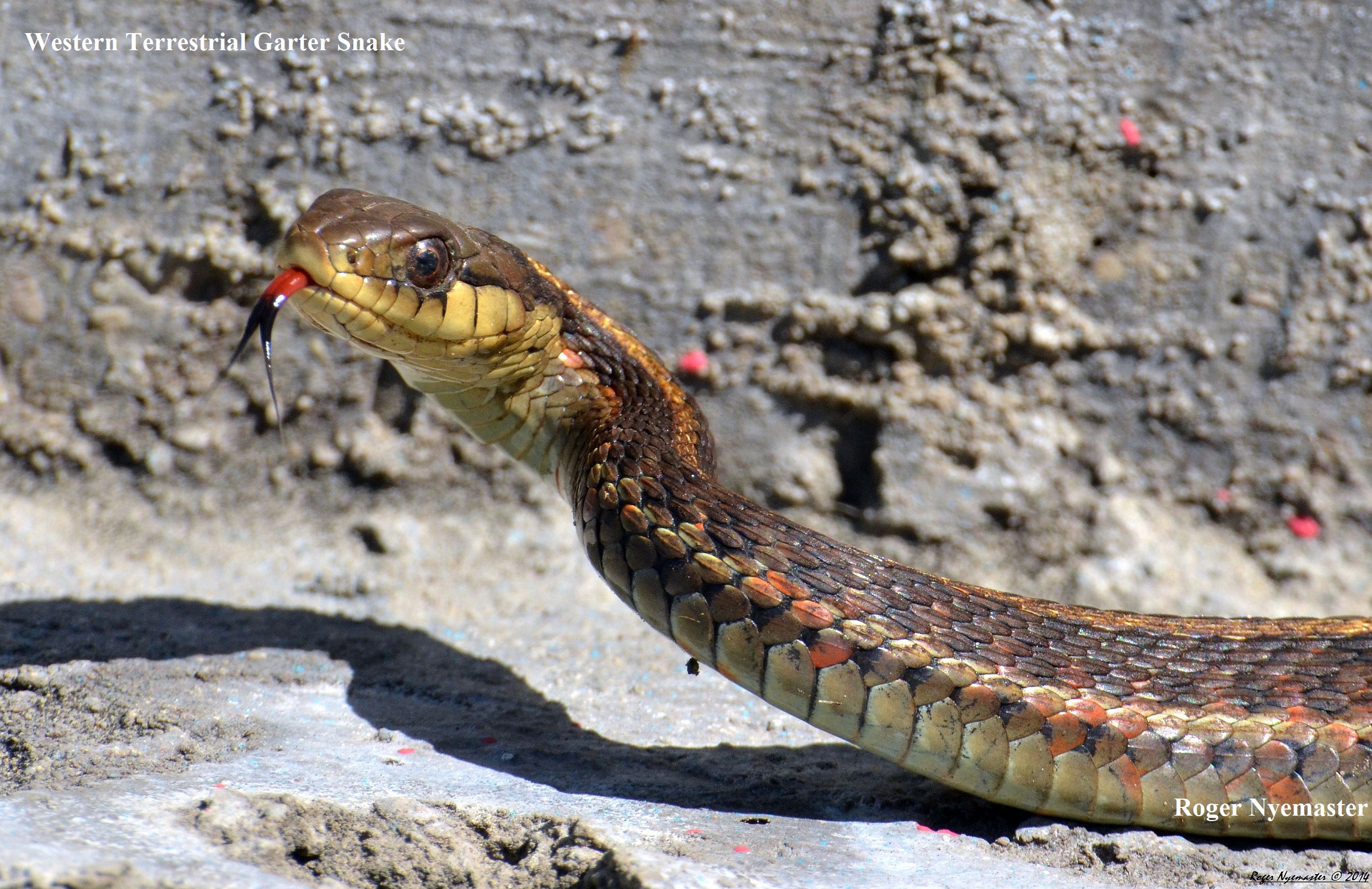1 Western Terrestrial Garter Snake Roger Nyemaster