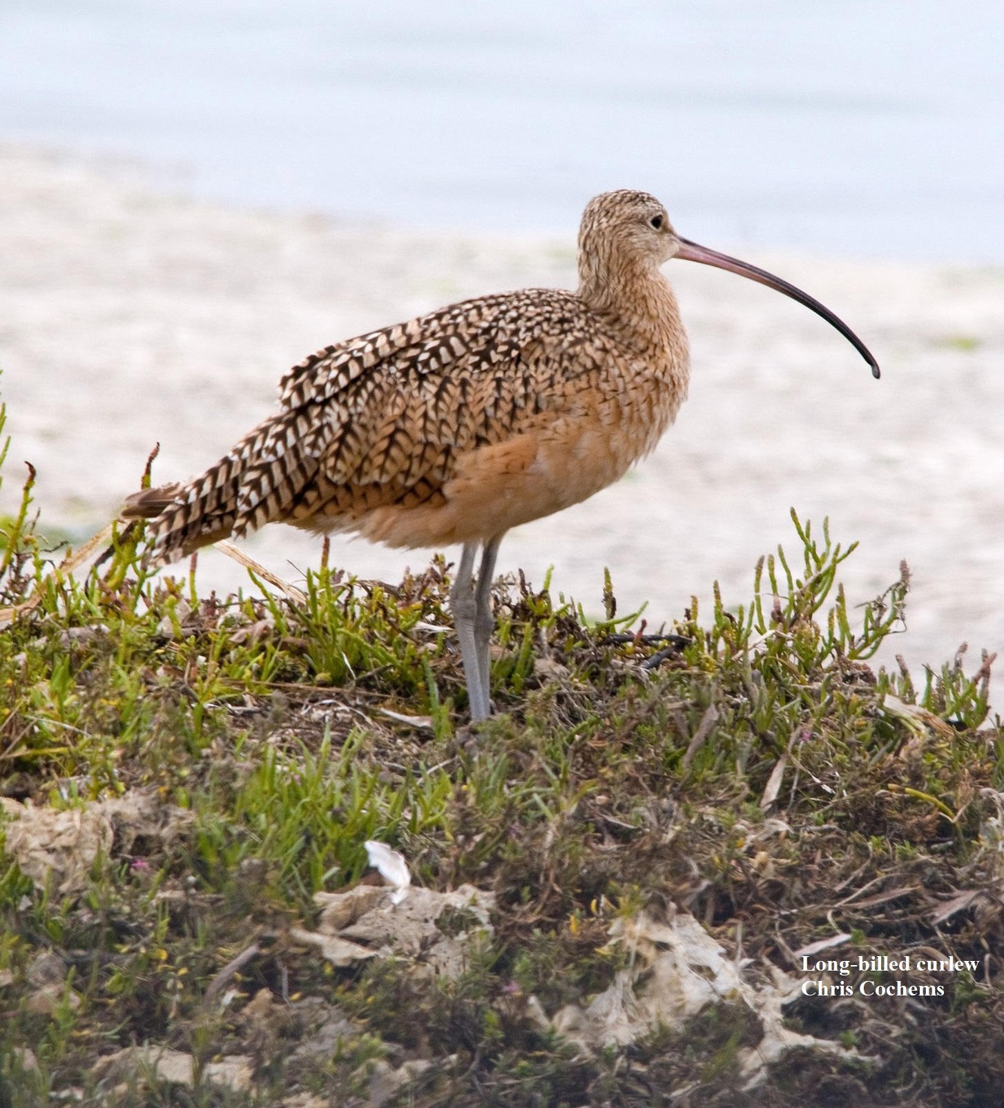 1 Long billed curlews Chris Cochems