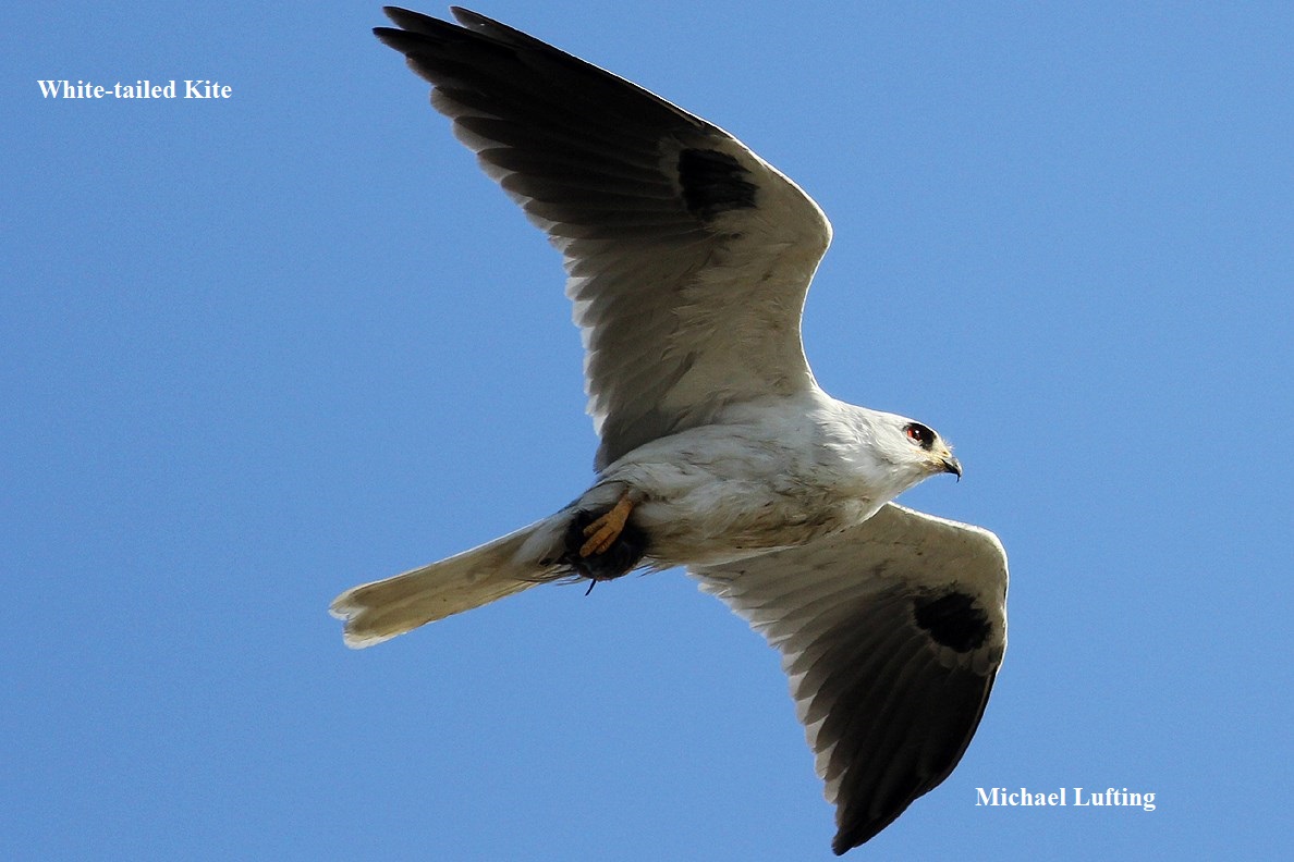 1 White tailed kite Michael Lufting